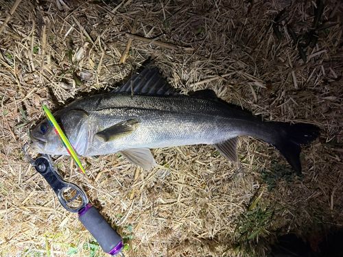 フッコ（マルスズキ）の釣果