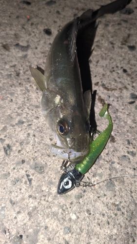 セイゴ（マルスズキ）の釣果