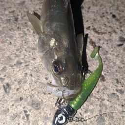 セイゴ（マルスズキ）