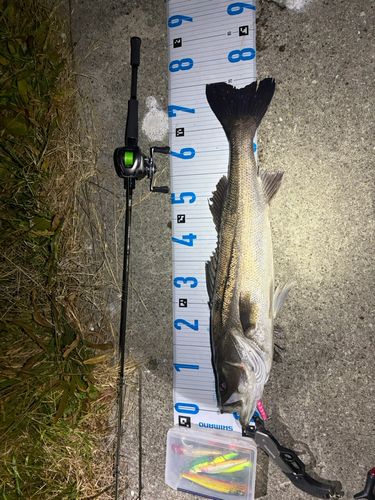 シーバスの釣果