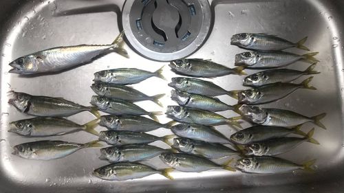 とっとパーク小島