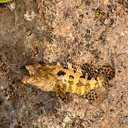 アカマダラハタ