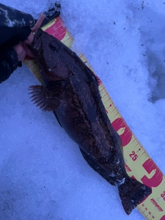 アイナメの釣果