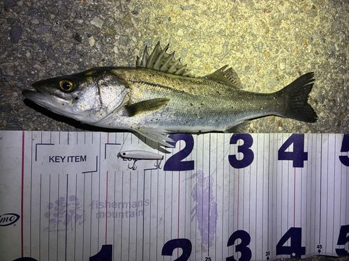 フッコ（マルスズキ）の釣果