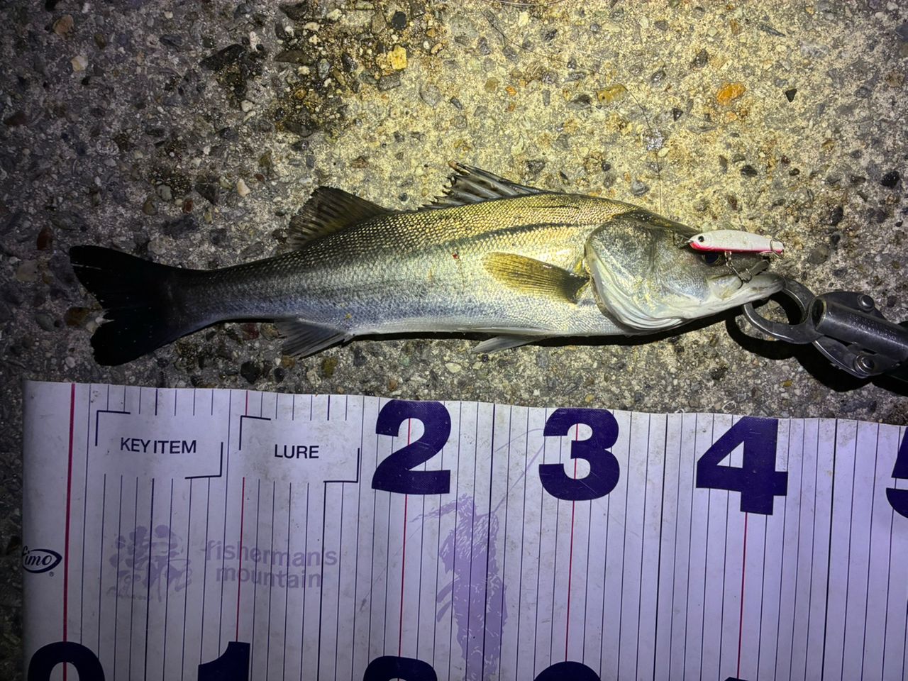 フッコ（マルスズキ）