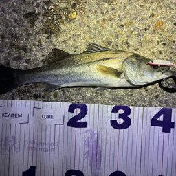 フッコ（マルスズキ）