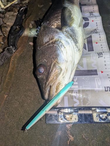 マルスズキの釣果