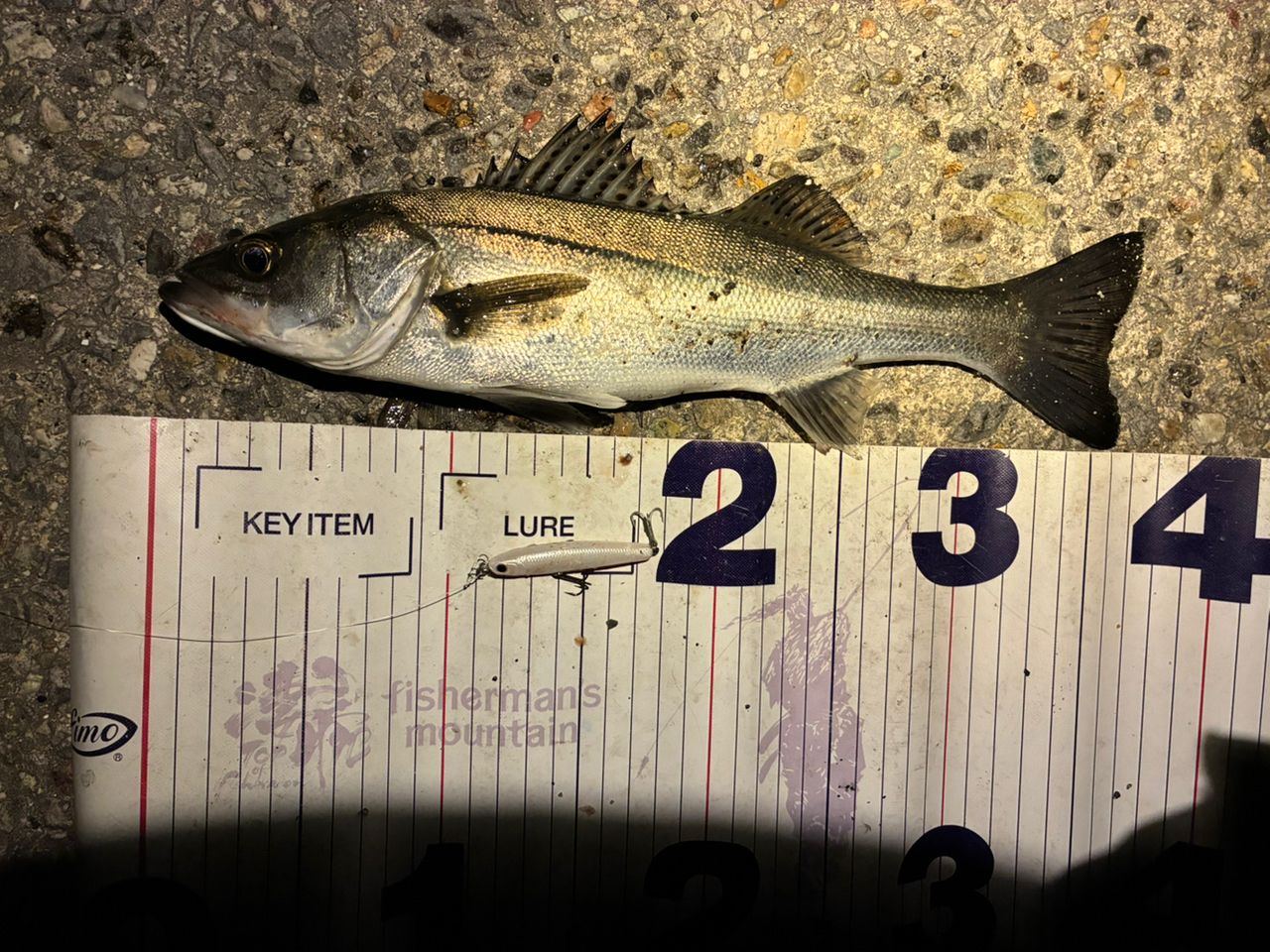 フッコ（マルスズキ）