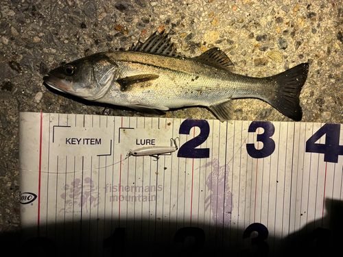 フッコ（マルスズキ）の釣果