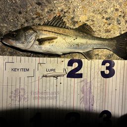 フッコ（マルスズキ）