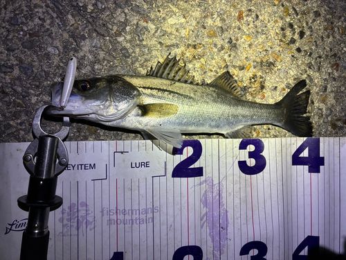 フッコ（マルスズキ）の釣果