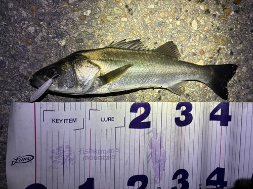 フッコ（マルスズキ）の釣果