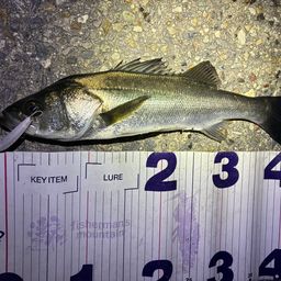 フッコ（マルスズキ）