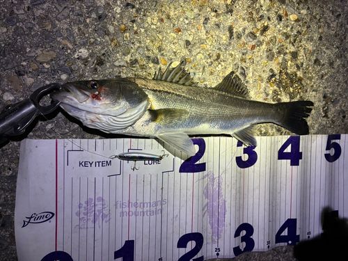 フッコ（マルスズキ）の釣果