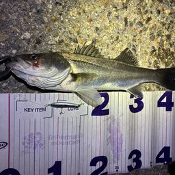 フッコ（マルスズキ）