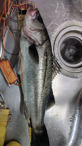 シーバスの釣果