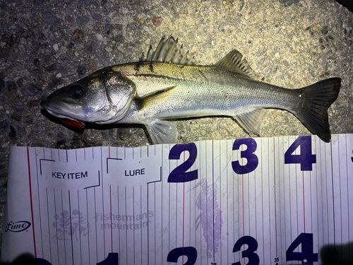 フッコ（マルスズキ）の釣果