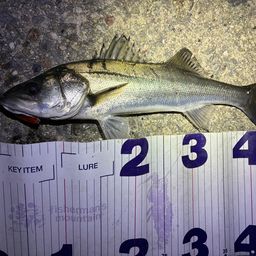 フッコ（マルスズキ）