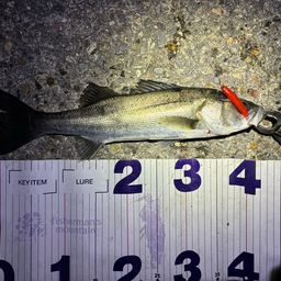 フッコ（マルスズキ）