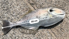 ウスバハギの釣果