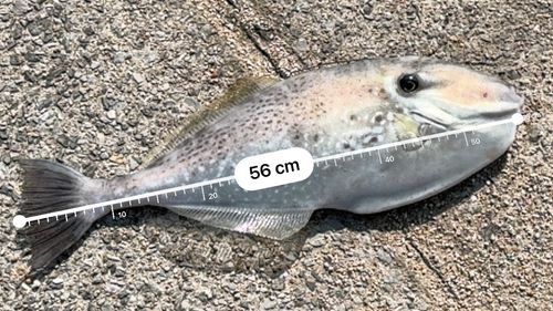 ウスバハギの釣果
