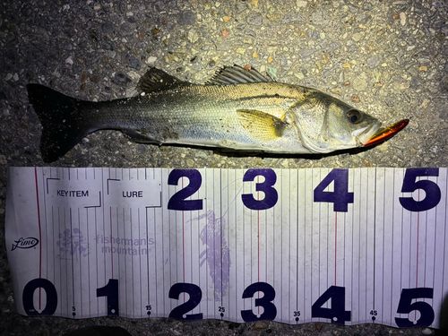 フッコ（マルスズキ）の釣果