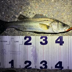 フッコ（マルスズキ）