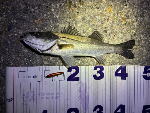 フッコ（マルスズキ）の釣果