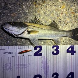 フッコ（マルスズキ）