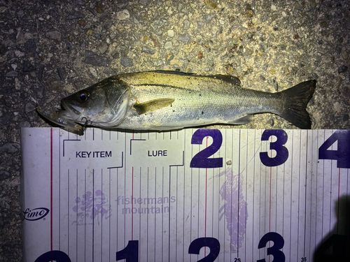 フッコ（マルスズキ）の釣果