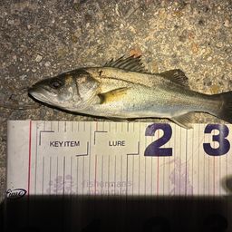 フッコ（マルスズキ）