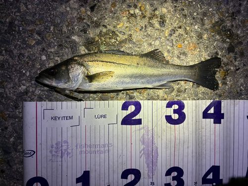 フッコ（マルスズキ）の釣果