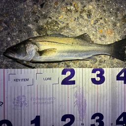 フッコ（マルスズキ）