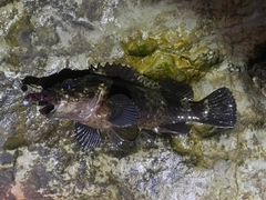 ムラソイの釣果