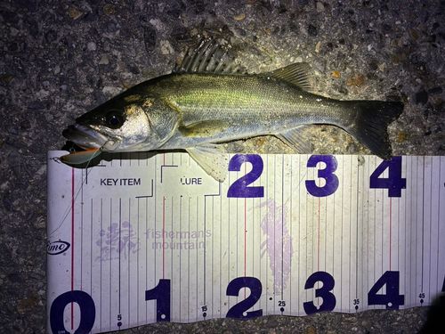 フッコ（マルスズキ）の釣果