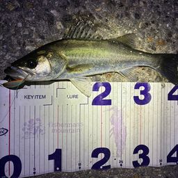 フッコ（マルスズキ）