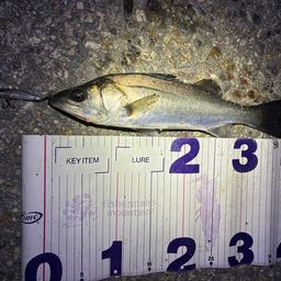 フッコ（マルスズキ）