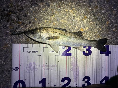 フッコ（マルスズキ）の釣果