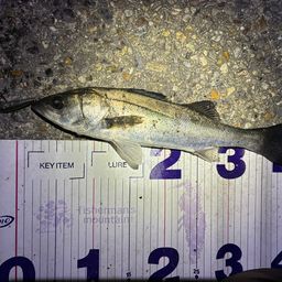 フッコ（マルスズキ）