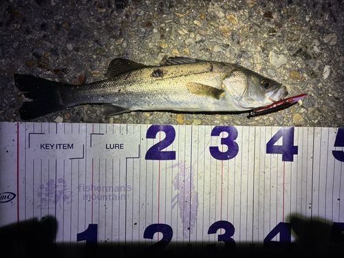 フッコ（マルスズキ）の釣果