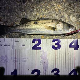 フッコ（マルスズキ）