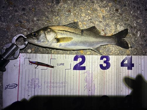 フッコ（マルスズキ）の釣果