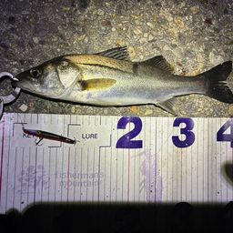 フッコ（マルスズキ）