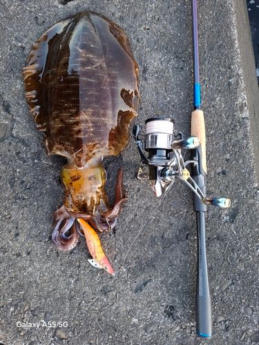 アオリイカの釣果