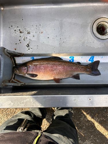 レインボートラウトの釣果