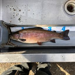 レインボートラウト