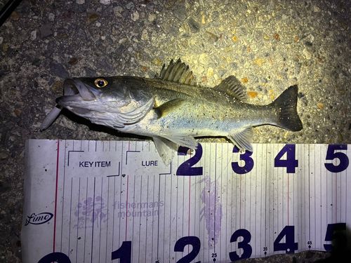 フッコ（マルスズキ）の釣果