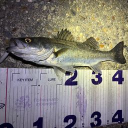 フッコ（マルスズキ）