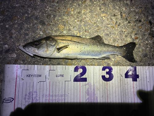 フッコ（マルスズキ）の釣果