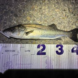 フッコ（マルスズキ）